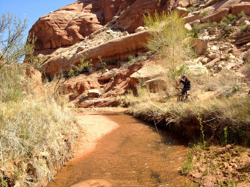 The wash, a few days after a good rain.