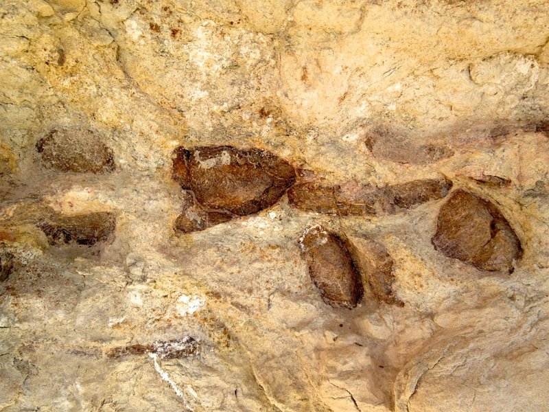 Dinosaur foot bone fossils!