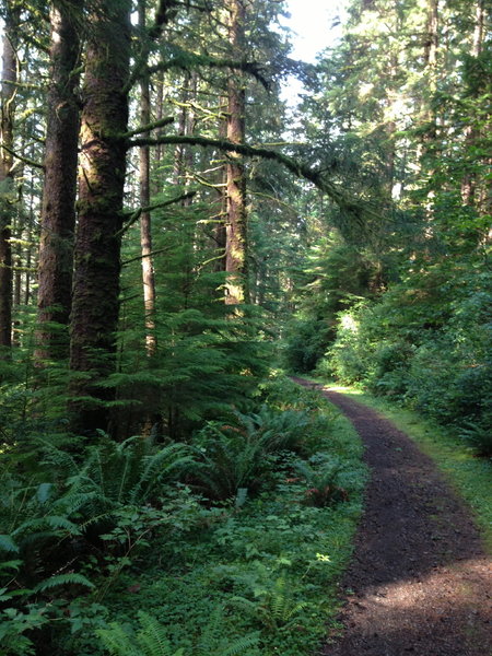 Smooth cruising on lower Cummins Creek trail