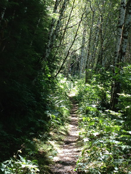 Cummins Creek trail near Cummins Peak Road trailhead