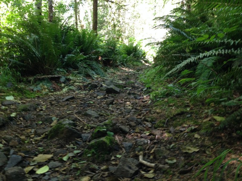 Bumpy climbing up the Cummins Creek trail