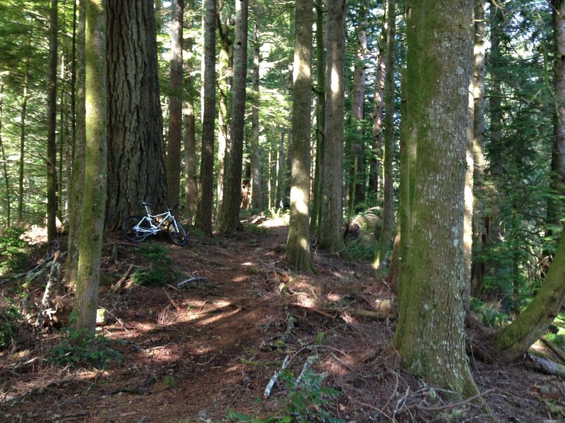 Cummins Creek Loop trail