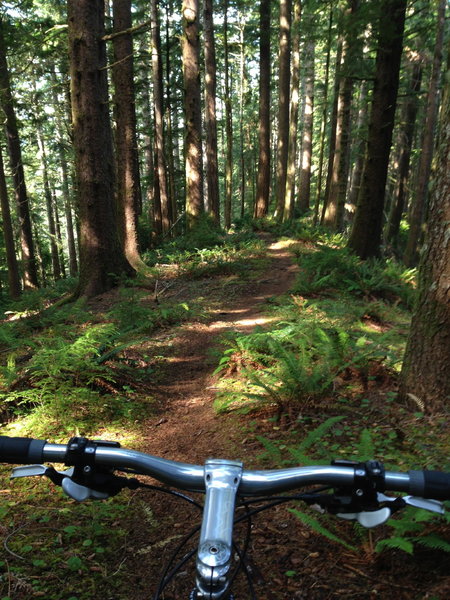 Heading down the ridge on Cummins Creek Loop trail