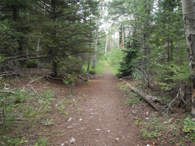 Most of the first one-third of the Josephite Point Trail is pleasant flowy singletrack.