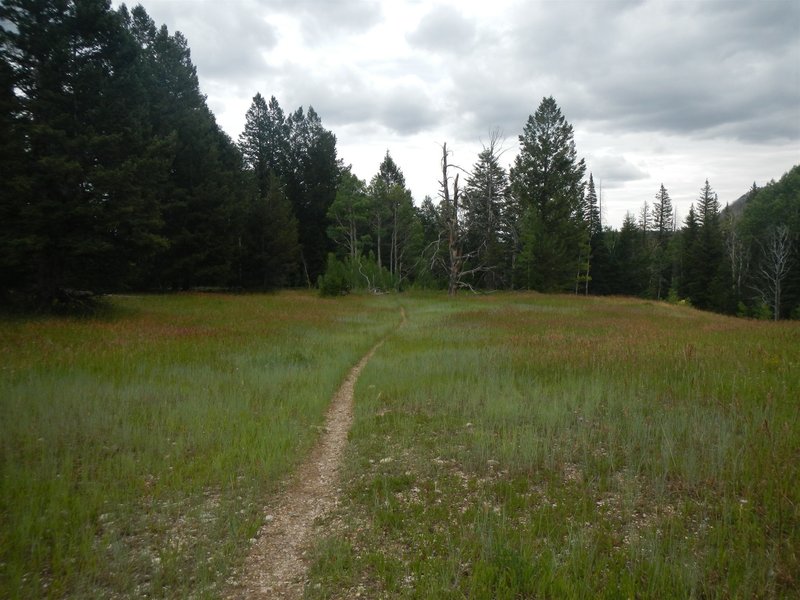 Some portions of the Josephite Point Trail traverse alpine meadows similar to what one might see on the Doctor Park Trail in Gunnison County, Colo.