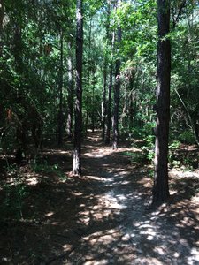 Flowing riding through the trees.