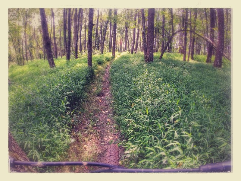 Classic South Park singletrack photo.