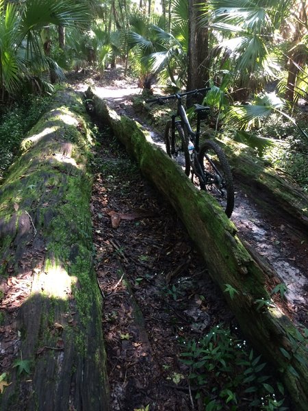 An alternate route comes back to the main trail through this half tree trunk.