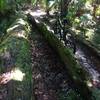 An alternate route comes back to the main trail through this half tree trunk.