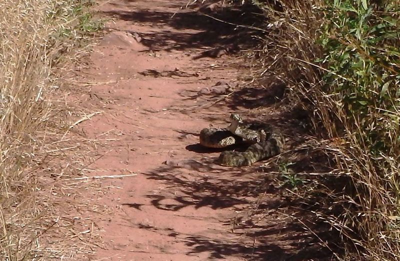 Be alert for rattlesnakes on this trail.  This one was kind of aggressive.
