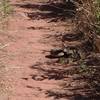 Be alert for rattlesnakes on this trail.  This one was kind of aggressive.