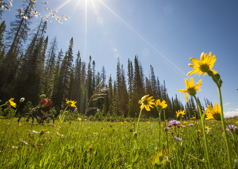 Wildflower run along the Wyoming Trail.