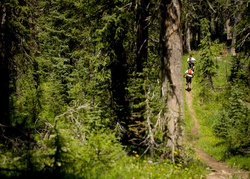 The Wyoming Trail has plenty of thick pine sections. Watch for moose!