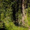 The Wyoming Trail has plenty of thick pine sections. Watch for moose!