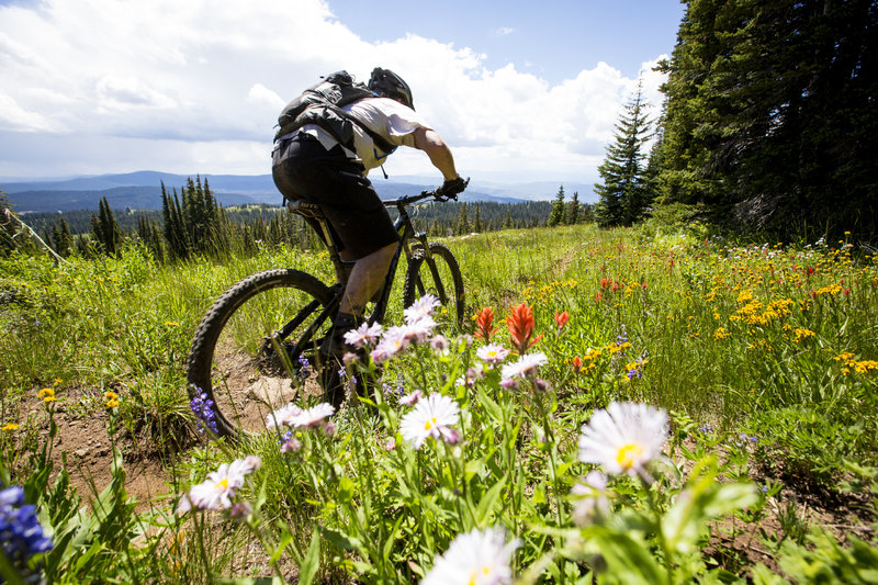 Mountain View trail is surrounded by amazing vistas and full of summer wildflowers.