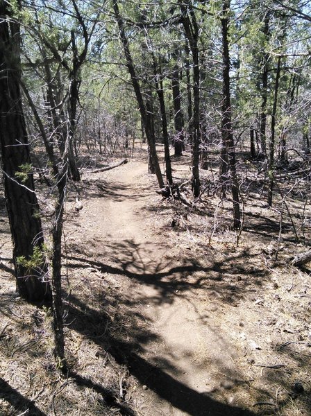 Smooth and level trail through the oaks