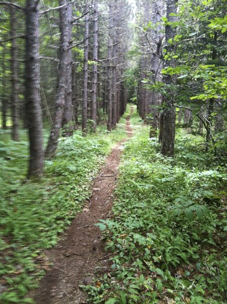 Free Rider Trail At Fitzpatrick Mountain, Scotsburn, Nova Scotia.