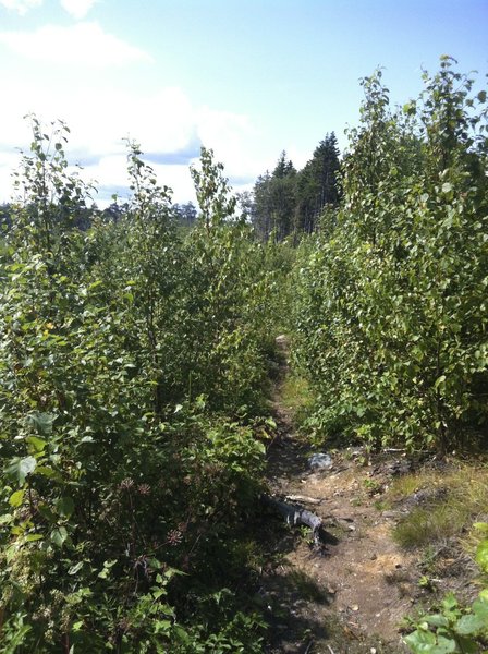 Clearcut Crossover at Spider Lake Trails