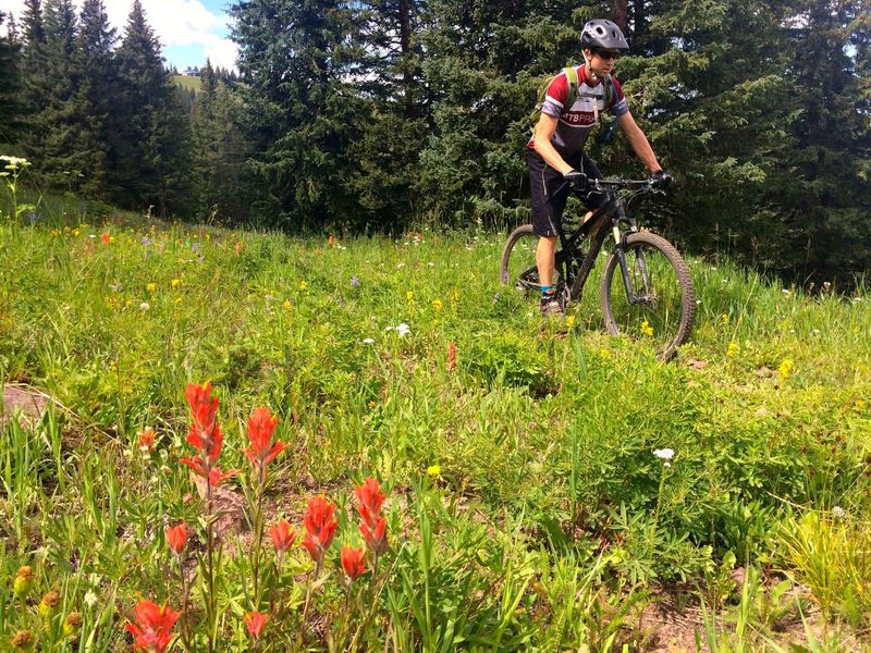 Wildflowers on Mid Vail Escape