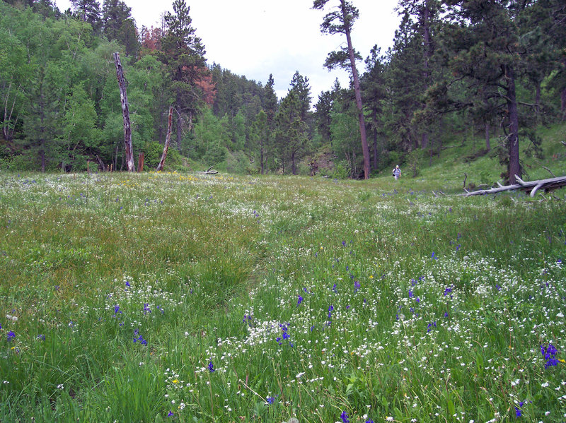 Houston Creek- View south