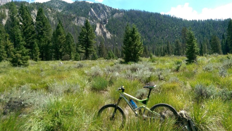 Meadow along the creek.