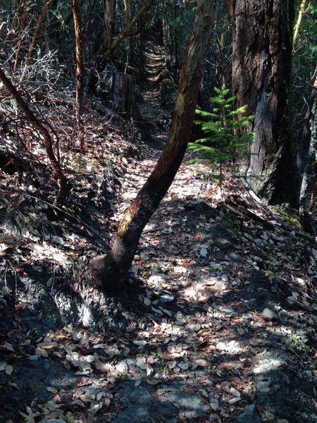 Steep, narrow singletrack leading to the top of Upper Twin Peak