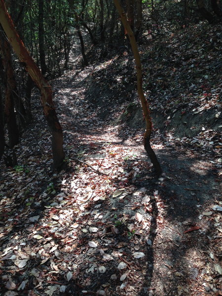 Along the Canyon Vista Trail