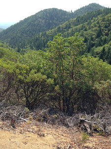 Twin Peaks from Canyon Vista trail