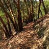 Stellar singletrack through the madrones on Canyon Vista