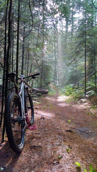 Stopped to eat a snack and the sun peeked through the trees.