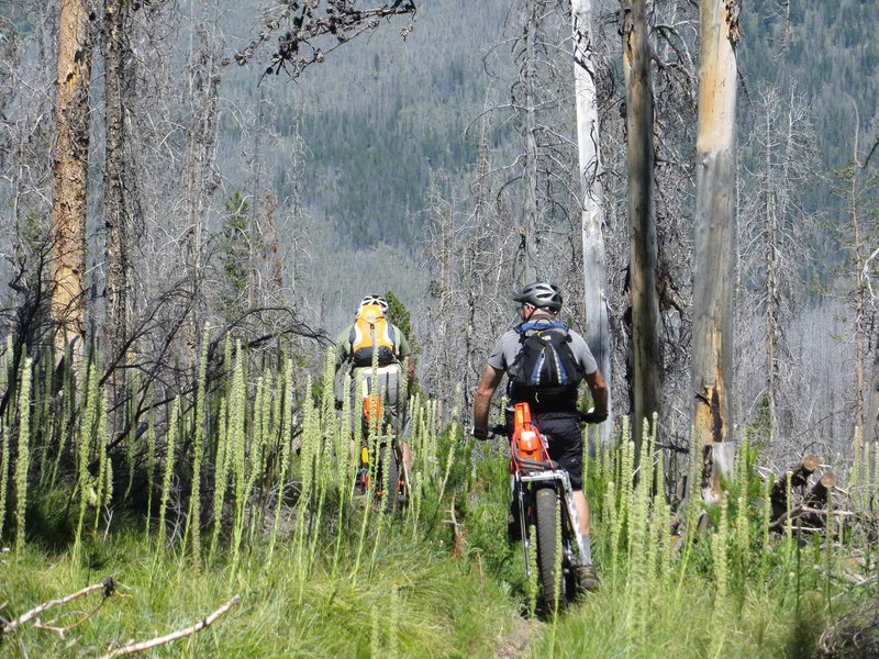 Plenty of trees fall in this old burn.  Chainsaws and fat bikes come in handy.