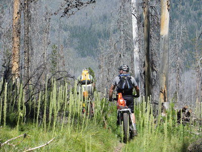 Plenty of trees fall in this old burn.  Chainsaws and fat bikes come in handy.