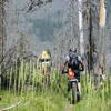 Plenty of trees fall in this old burn.  Chainsaws and fat bikes come in handy.