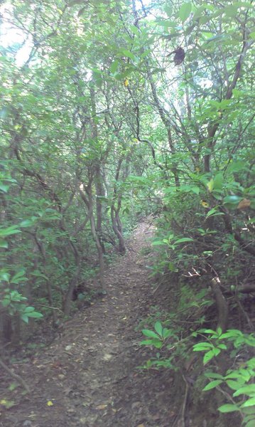 Dense rhododendron cover.