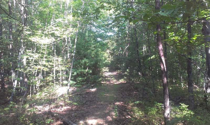 Mixed hardwood/pine forest area.