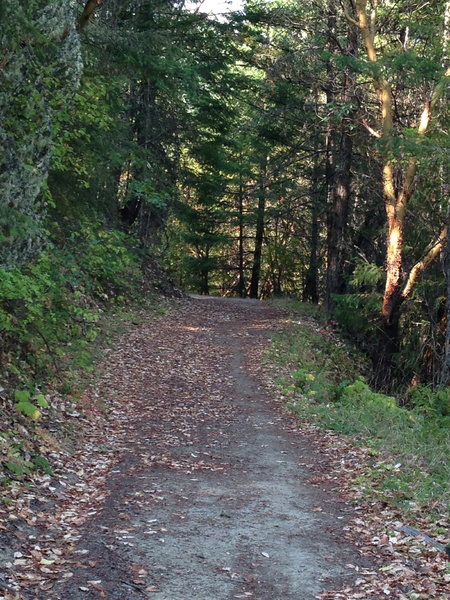 Twin Peaks Trail leading to the saddle