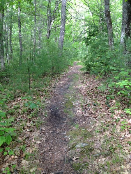 Easy riding through dense woods down a gentle incline gets you back to the Rail Trail