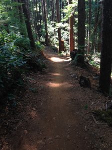 Alsea Falls Singletrack, looking uphill
