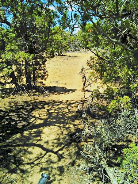 North leg of the trail is back from the canyon rim and threads between trees