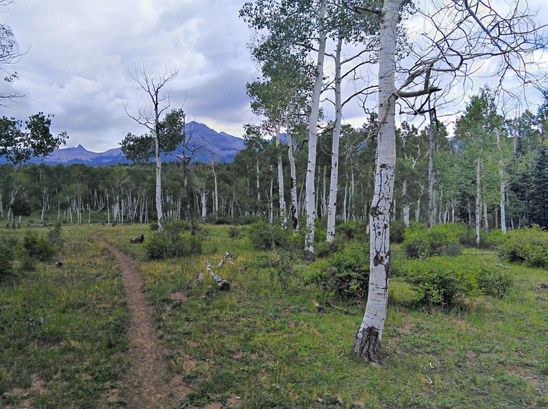 Sparse aspens