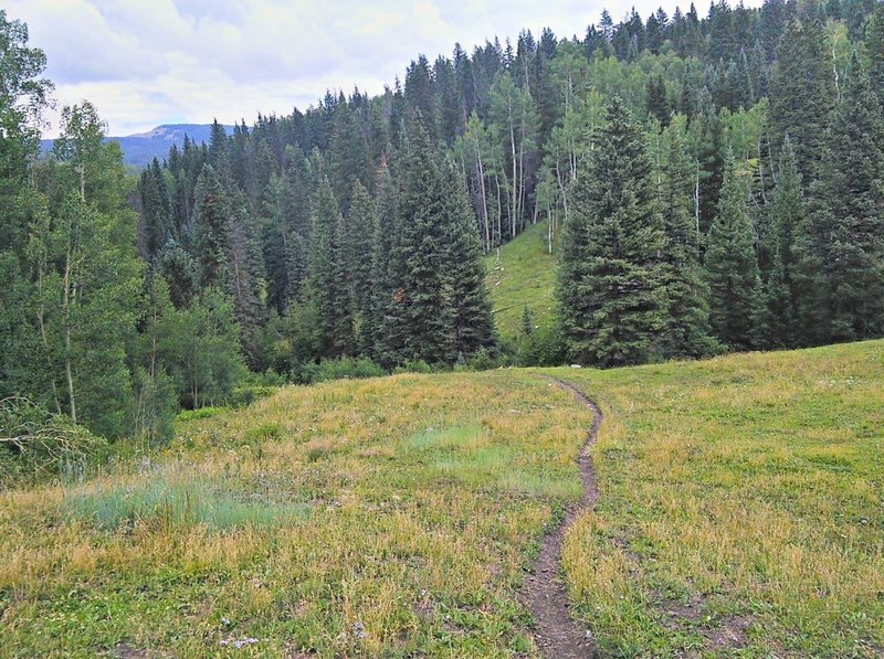 Descending through meadow in Deer Lick Creek drainage