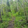 Smooth flow trail, West Mancos-style