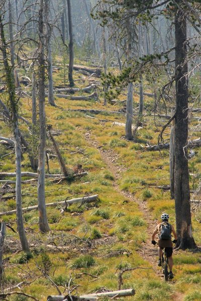 Divide Trail on the Idaho-Montana border near North Fork Idaho.