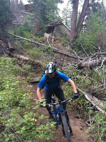 Descending tight right hand turn past some deadfall.