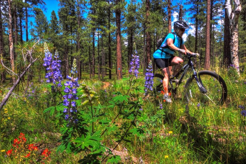 Riding through the summer wildflowers