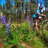 Riding through the summer wildflowers