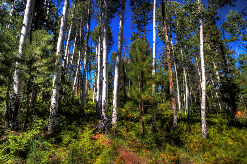 Trail through the aspen and pine