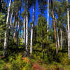 Trail through the aspen and pine