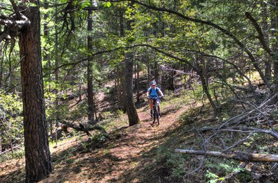 Rippin' through the forest