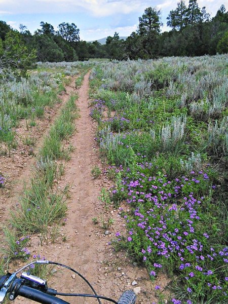 Meadow section